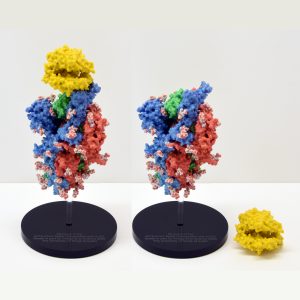 Molecular model showing structure of the 2019-nCoV Spike Glycoprotein with ACE2
