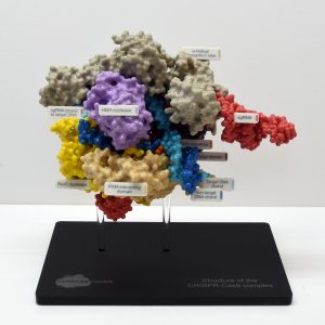 Molecular Model showing structure of the CRISPR-Cas9 complex