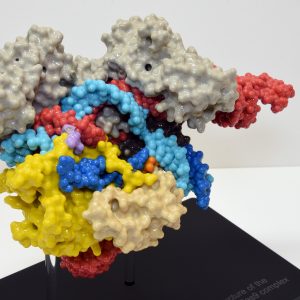 Molecular Model showing structure of the CRISPR-Cas9 complex