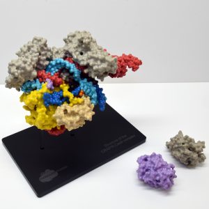 Molecular Model showing structure of the CRISPR-Cas9 complex