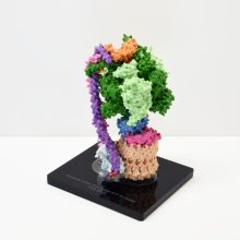 Structure of the F1Fo ATP Synthase Molecular model showing structure of the F1Fo ATP Synthase