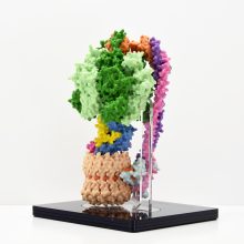 Structure of the F1Fo ATP Synthase Molecular model showing structure of the F1Fo ATP Synthase