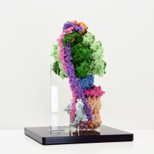 Structure of the F1Fo ATP Synthase Molecular model showing structure of the F1Fo ATP Synthase