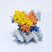 This protein consists of two dimers (orange/yellow and light/dark blue) that interact to hold the DNA in a loop. This protein consists of two dimers (orange/yellow and light/dark blue) that interact to hold the DNA in a loop.
