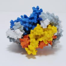 Structure of the Restriction-Modification controller protein C.Csp231I. Structure of the Restriction-Modification controller protein C.Csp231I.