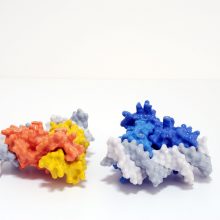This 2 part magnetic model shows how the complex assembles. This 2 part magnetic model shows how the complex assembles.