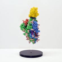 Molecular model showing structure of the 2019-nCoV Spike Glycoprotein with ACE2