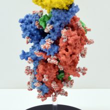 Molecular model showing structure of the 2019-nCoV Spike Glycoprotein with ACE2