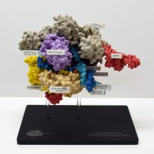 Jiang et al, (2016), Structures of a CRISPR-Cas9 R-loop complex primed for DNA cleavage, Science, 351, 867–871 Molecular Model showing structure of the CRISPR-Cas9 complex