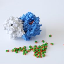 COX-2, also known as prostaglandin H2 synthase, is inhibited by the anti-inflammatory drug aspirin. Aspirin molecules are shown to scale alongside. Model made for the Biochemical Society outreach team. COX-2, also known as prostaglandin H2 synthase, is inhibited by the anti-inflammatory drug aspirin. Aspirin molecules are shown to scale alongside. Model made for the Biochemical Society outreach team.