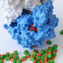 How aspirin works: structure of the enzyme cyclooxygenase 2 (COX-2). COX-2, is a homodimer and in this model the subunits are coloured white and blue; the haem group in each subunit required for prostaglandin synthesis is shown in red. How aspirin works: structure of the enzyme cyclooxygenase 2 (COX-2). COX-2, is a homodimer and in this model the subunits are coloured white and blue; the haem group in each subunit required for prostaglandin synthesis is shown in red.