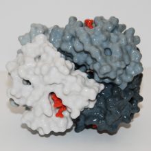 Breathe in! Human oxyhaemoglobin. This glossy model shows the four subunits of haemoglobin. Oxyhaemoglobin model
