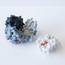 The haem group in each monomer subunit is in red and shows where an O2 molecule binds – four dioxygens per haemoglobin tetramer. The haem group in each monomer subunit is in red and shows where an O2 molecule binds – four dioxygens per haemoglobin tetramer.