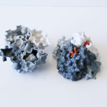 Cut-away model through the middle of haemoglobin to reveal the complex polypeptide chain folding inside the molecule. Cut-away model through the middle of haemoglobin to reveal the complex polypeptide chain folding inside the molecule.